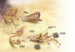 Alzheimer's Disease